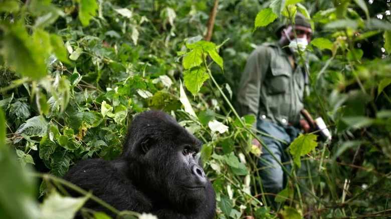 Afrika dağ gorilleri koronavirüsten ve covid 19 pandemisinden nası etkilenebilir, bulaş riskine karşı önlem alınabilir mi?