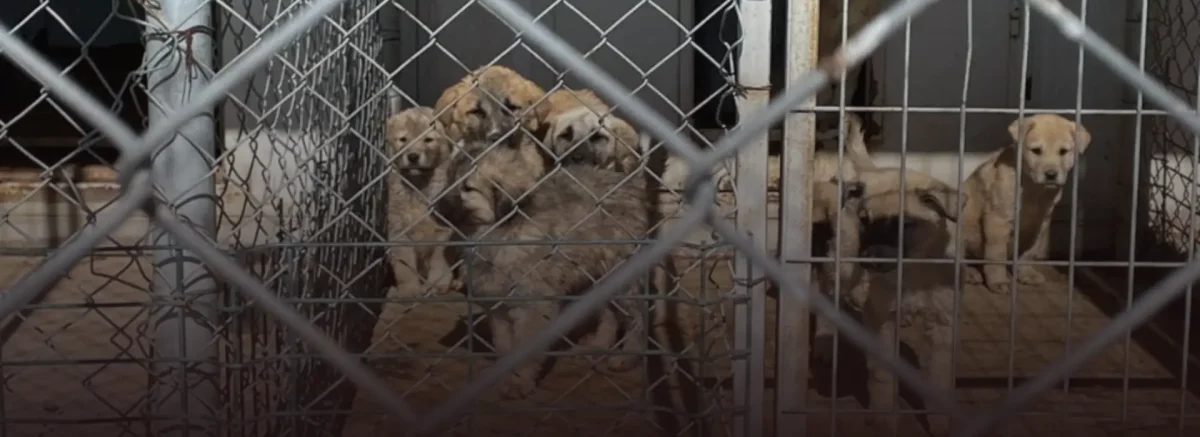 Anayasa Mahkemesi'ne mektup gönderen hayvan hakları örgütü Lady Freethinker, sokak köpeklerinin yaşam hakkını ve özgürlüğünü hedef alan yasanın iptalini talep etti.