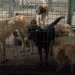 Turkey's animal massacre law: Dogs at Ankara Mamak Municipality Shelter are starving, September 2024. The next photo shared by Aslı Alpar shows a dead dog eaten by other dogs inside the cage in November 2024!