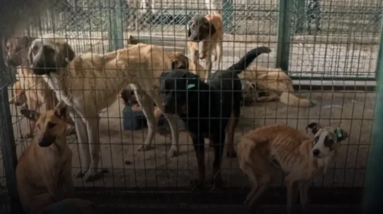 Turkey's animal massacre law: Dogs at Ankara Mamak Municipality Shelter are starving, September 2024. The next photo shared by Aslı Alpar shows a dead dog eaten by other dogs inside the cage in November 2024!