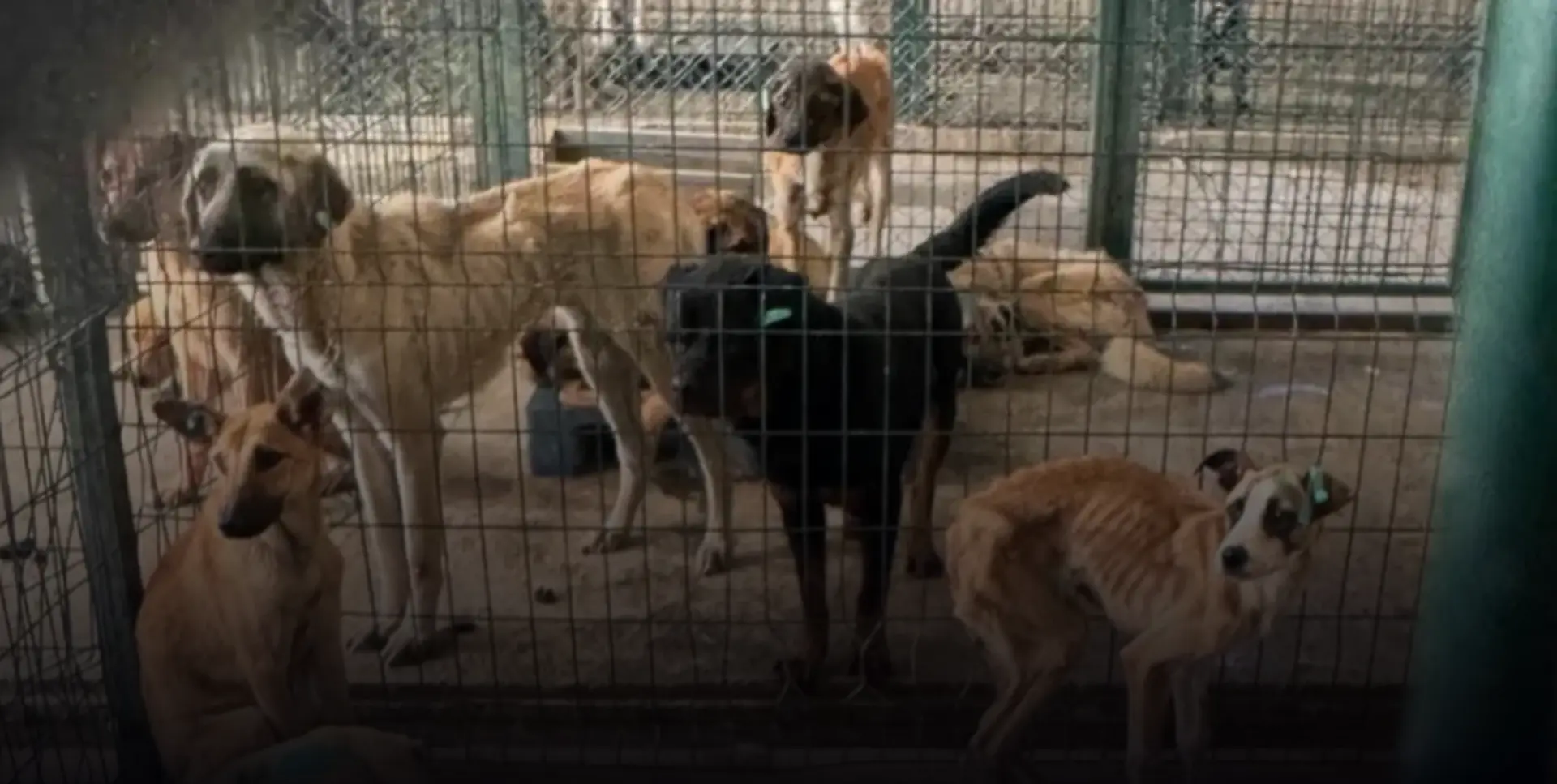 Turkey's animal massacre law: Dogs at Ankara Mamak Municipality Shelter are starving, September 2024. The next photo shared by Aslı Alpar shows a dead dog eaten by other dogs inside the cage in November 2024!