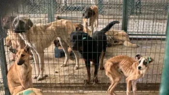 Turkey's animal massacre law: Dogs at Ankara Mamak Municipality Shelter are starving, September 2024. The next photo shared by Aslı Alpar shows a dead dog eaten by other dogs inside the cage in November 2024!