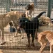 Turkey's animal massacre law: Dogs at Ankara Mamak Municipality Shelter are starving, September 2024. The next photo shared by Aslı Alpar shows a dead dog eaten by other dogs inside the cage in November 2024!