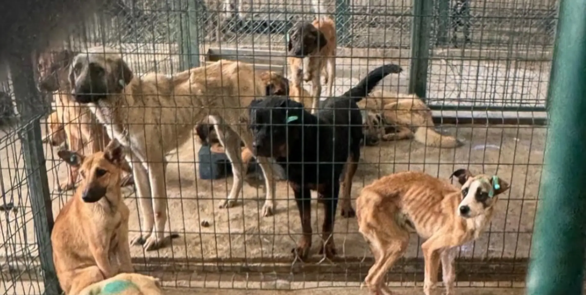 Turkey's animal massacre law: Dogs at Ankara Mamak Municipality Shelter are starving, September 2024. The next photo shared by Aslı Alpar shows a dead dog eaten by other dogs inside the cage in November 2024!