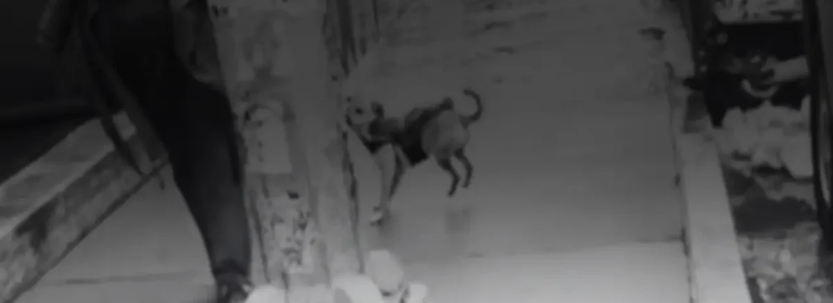 Sokakta yürürken elektrik akımına kapılan kedi ve köpekleri nasıl kurtarabiliriz, koruyucu tedbirler nelerdir?