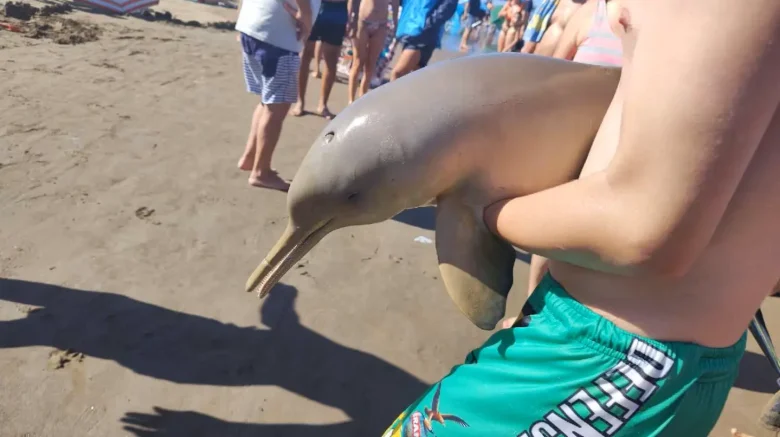 Arjantin sahilinde turistler, nesli tükenen bir yunusu denizden çıkarıp sahilde dolaştırarak ölümüne neden oldu! Bu ölüm ilk değildi.
