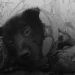 Sahte hayvan kurtarma videolarından birinde bir köpek yılan tarafından saldırıya uğruyor gibi gösteriliyor.