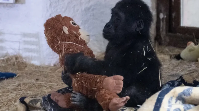 Goril Zeytin, hayvan hapishanesinden kurtarılarak etik ve hukuki düzeyde hak ettiği rehabilitasyon imkanına ve yeniden özgürlüğüne kavuşmalı.
