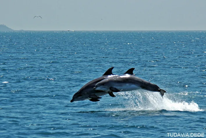 İstanbul Boğazı'nın yerlilerinden afalina (bottlenose dolphin) türü yunuslar