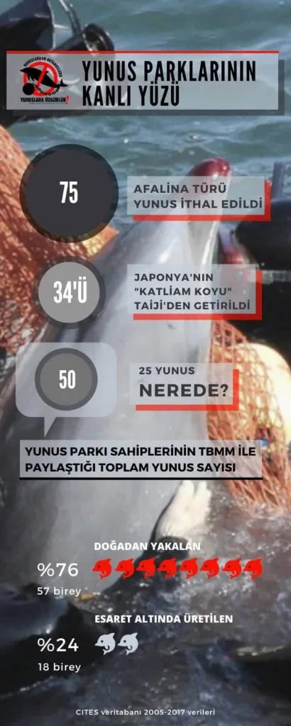 Türkiye ve Taiji yunus katliamı bağlantısını CITES veritabanından edindiğimiz yunus ithalatı belgeleriyle ortaya koyduk. Görsel ve araştırma: Yunuslara Özgürlük Platformu