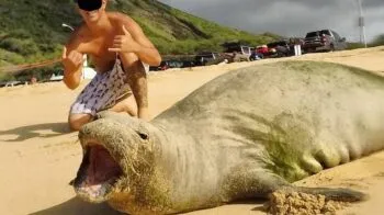 Yaban hayvanlarıyla selfie çektirmek ve onları rahatsız etmek, hayvanların yaralanması veya ölümüyle sonuçlanabilir.