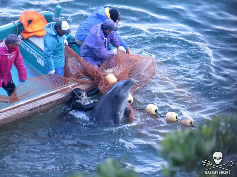 Japonya'nın yunus katliamı ile anılan Taiji'den Türkiye'ye yunuslar getirildi. 