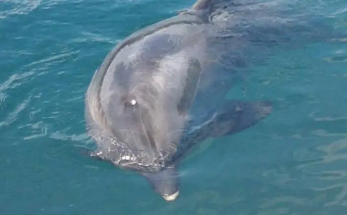 Marmaris yunus parkında bir yunus hayatını kaybetti: basın bülteni, Yunuslara Özgürlük Platformu, Splash adlı yunus