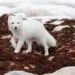 Kuzey Kutup tilkisi de, permafrost erimesi sonucu meydana gelen bitki örtüsü değişiminden olumsuz etkilenen türler arasında.