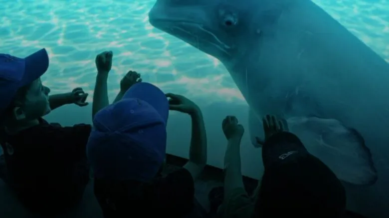 Yunus parkı Marineland, Kanada hükümetini beluga katliamıyla tehdit ediyor.