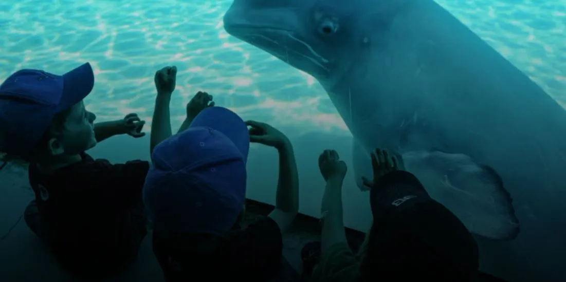 Yunus parkı Marineland, Kanada hükümetini beluga katliamıyla tehdit ediyor.