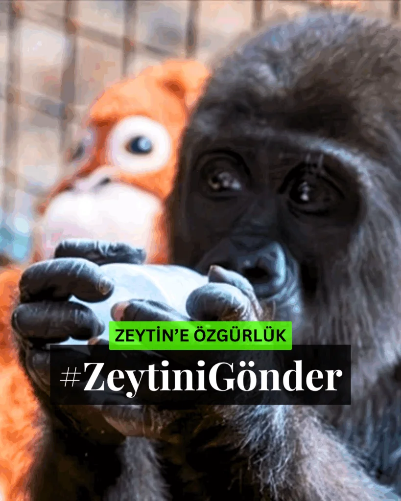 Polonezköy Hayvanat Bahçesi'nde tutsak edilen goril Zeytin için özgürlük! 
