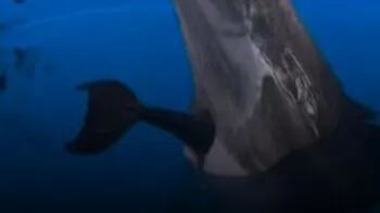 Antalya Rixos Hotel Land of Legends bünyesindeki yunus gösteri merkezinde tespit edilen yasadışı fiilerden biri, birden fazla kez belgelenen doğum yoluyla yunus üretimi, yasaya aykırı olarak "kapasite artırımı".