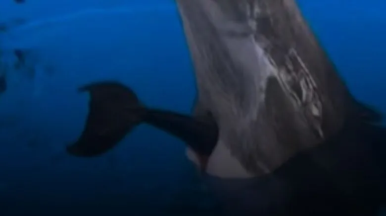 Antalya Rixos Hotel Land of Legends bünyesindeki yunus gösteri merkezinde tespit edilen yasadışı fiilerden biri, birden fazla kez belgelenen doğum yoluyla yunus üretimi, yasaya aykırı olarak "kapasite artırımı".