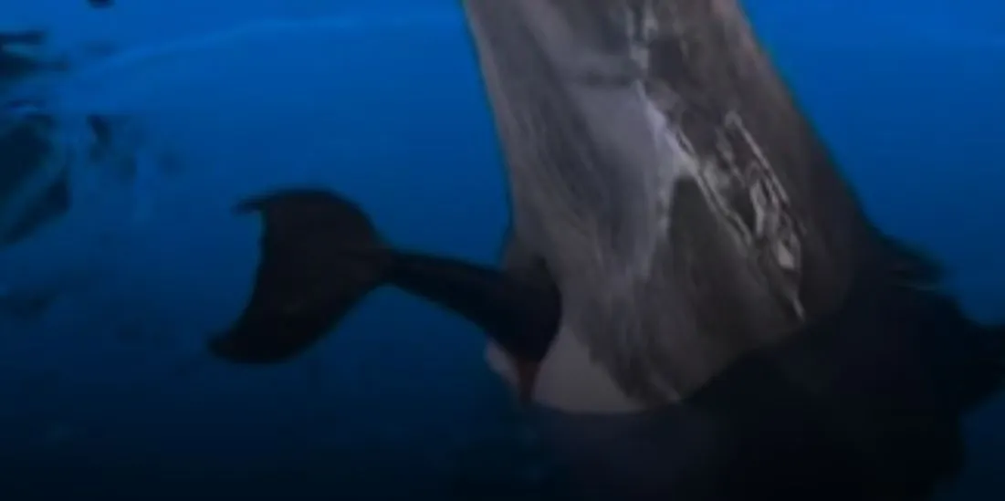 Antalya Rixos Hotel Land of Legends bünyesindeki yunus gösteri merkezinde tespit edilen yasadışı fiilerden biri, birden fazla kez belgelenen doğum yoluyla yunus üretimi, yasaya aykırı olarak "kapasite artırımı".